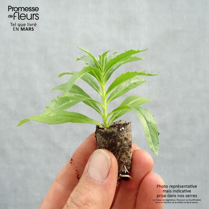 Angelonia angustifolia Archangel Dark Purple Plug plant 1.5/2.5 cm sample as delivered in spring