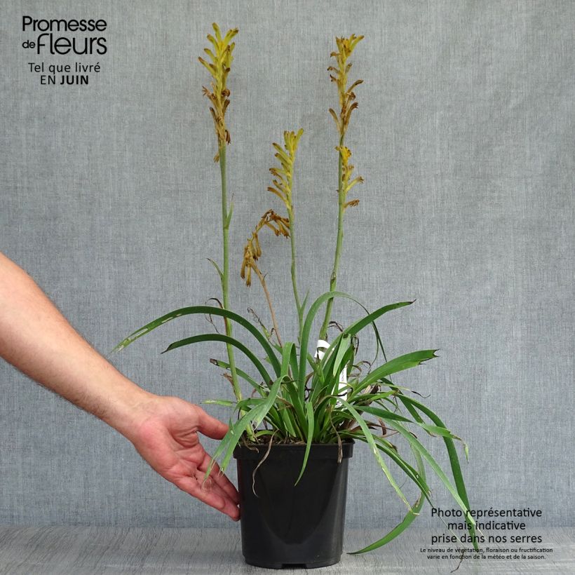 Anigozanthos flavidus Bush Bonanza 2L/3L pot sample as delivered in summer