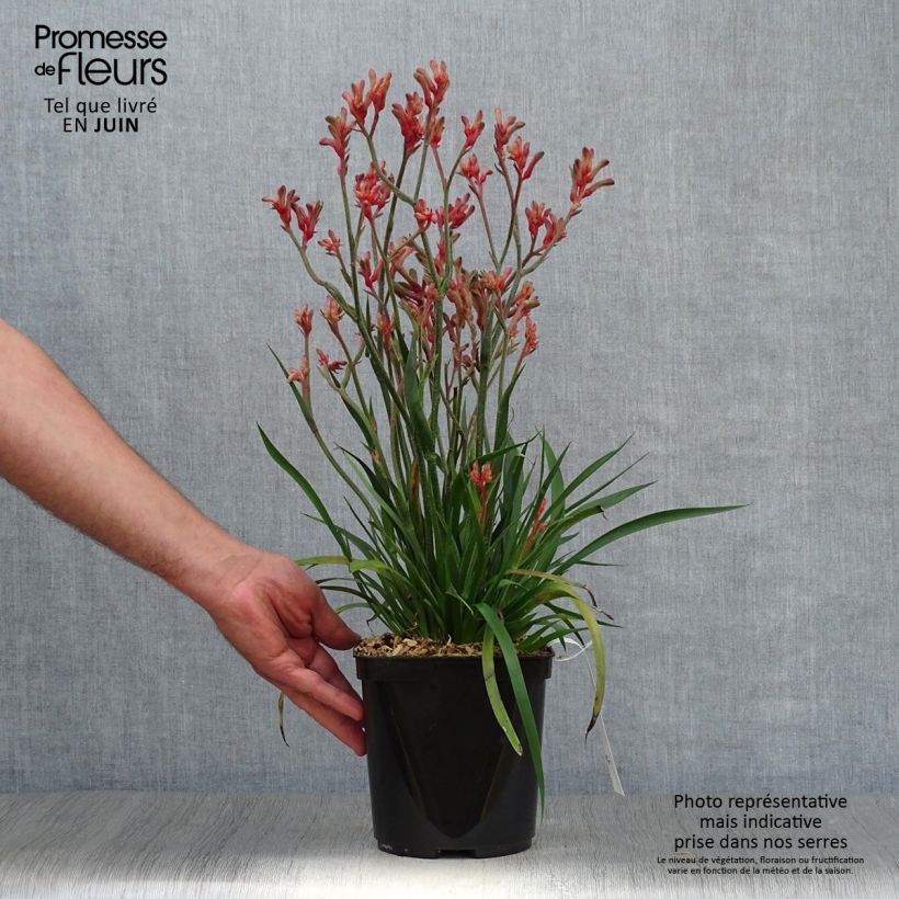 Anigozanthos flavidus Bush Inferno 3L/4L pot sample as delivered in summer