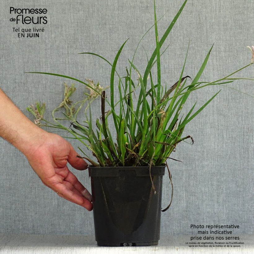 Anigozanthos flavidus Bush Pearl 2L/3L pot sample as delivered in summer