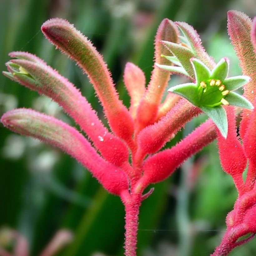 Anigozanthos flavidus (Flowering)