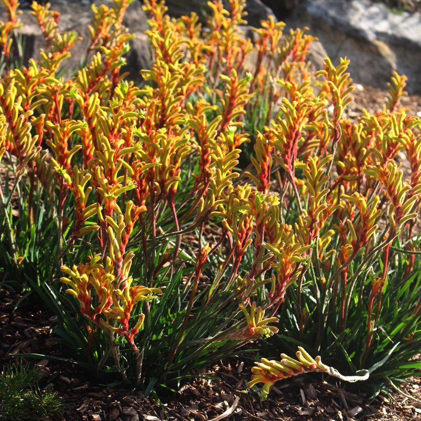 Anigozanthos flavidus (Plant habit)