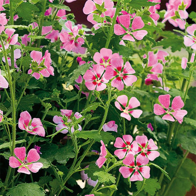 Anisodontea Lady in Pink - Cape Mallow (Flowering)