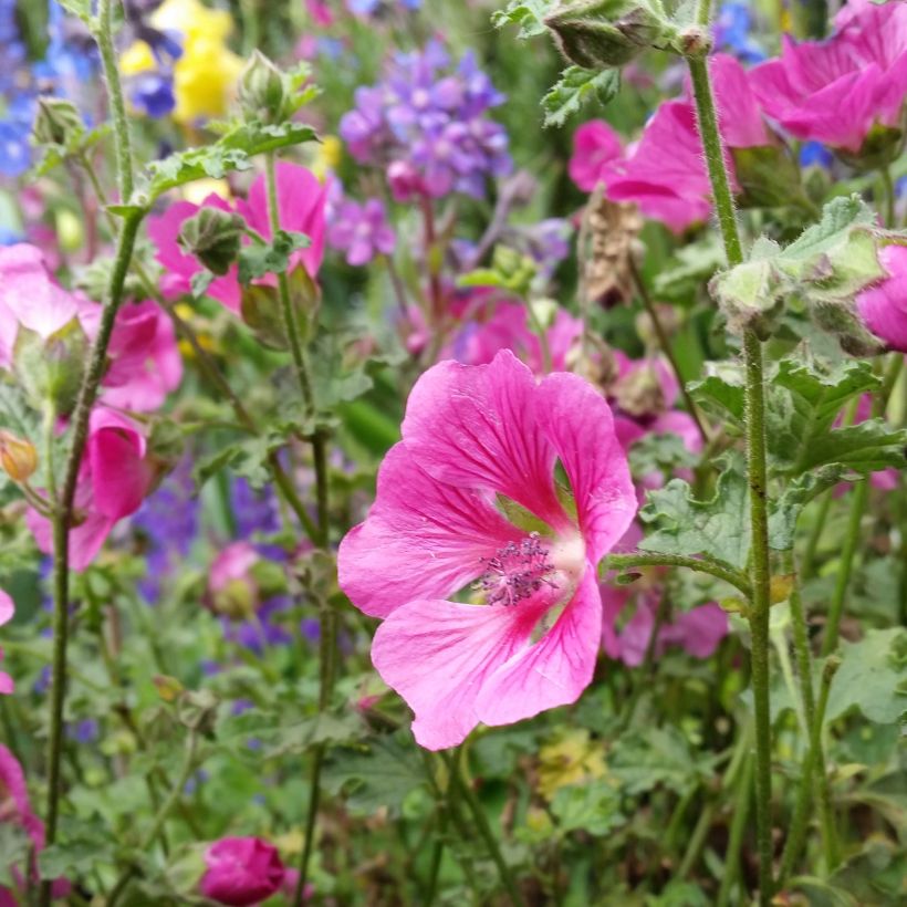 Anisodontea capensis El Rayo (Flowering)