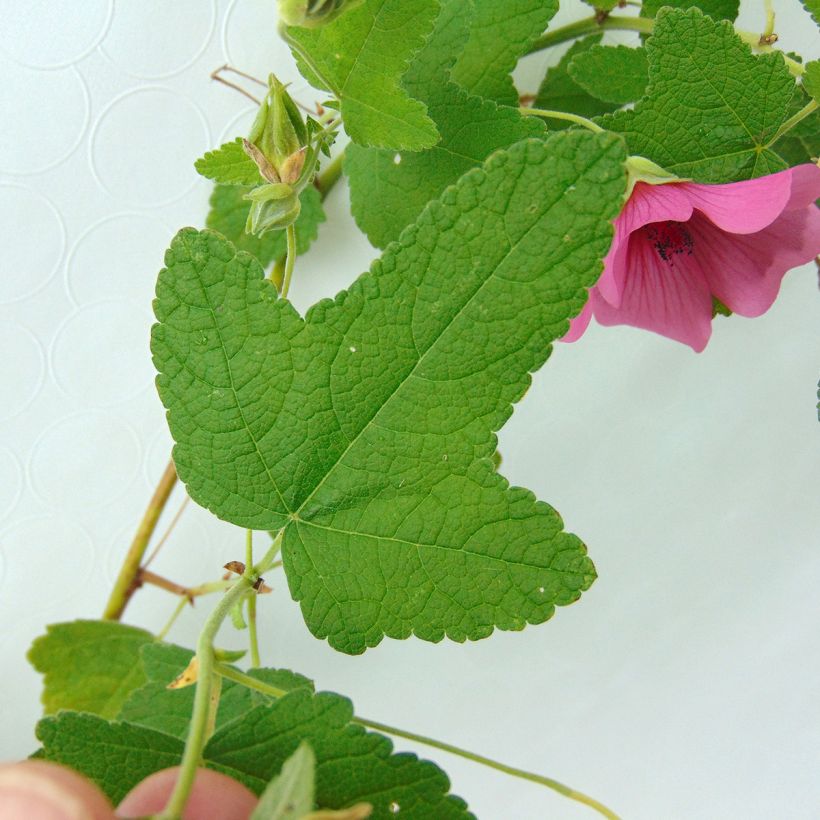 Anisodontea capensis El Rayo (Foliage)