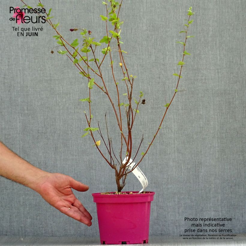 Anisodontea capensis El Rayo 4L/5L pot sample as delivered in summer