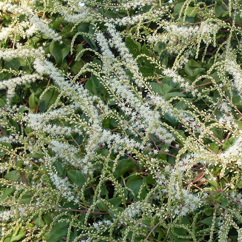Anredera cordifolia  (Flowering)