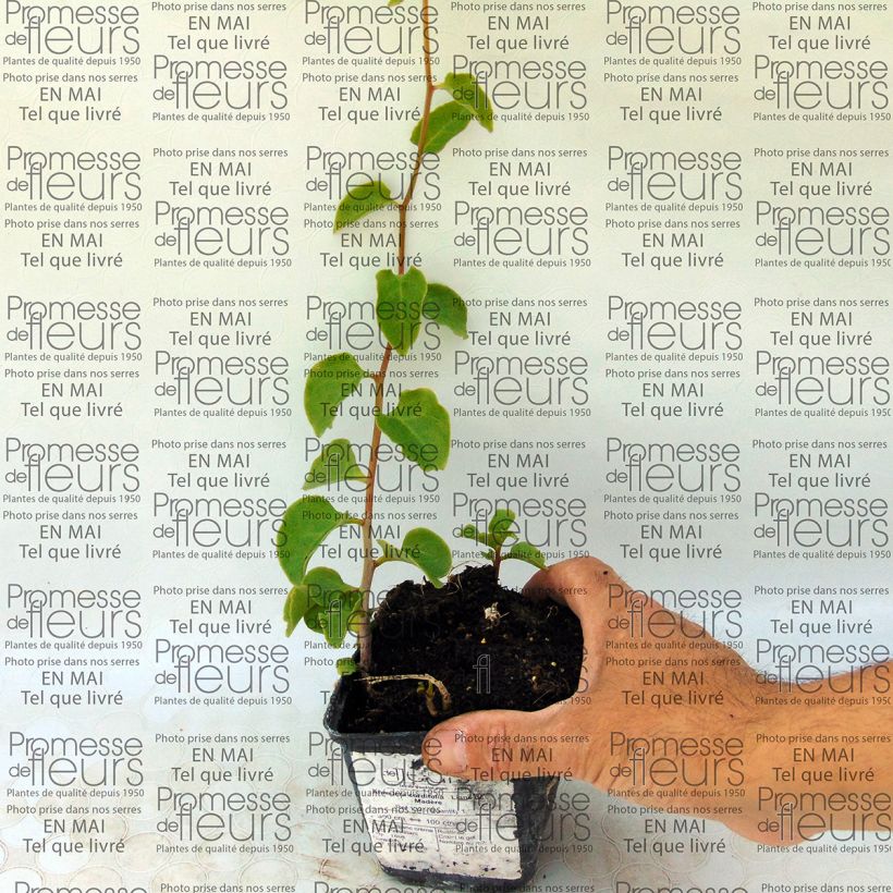 Example of Anredera cordifolia  specimen as delivered