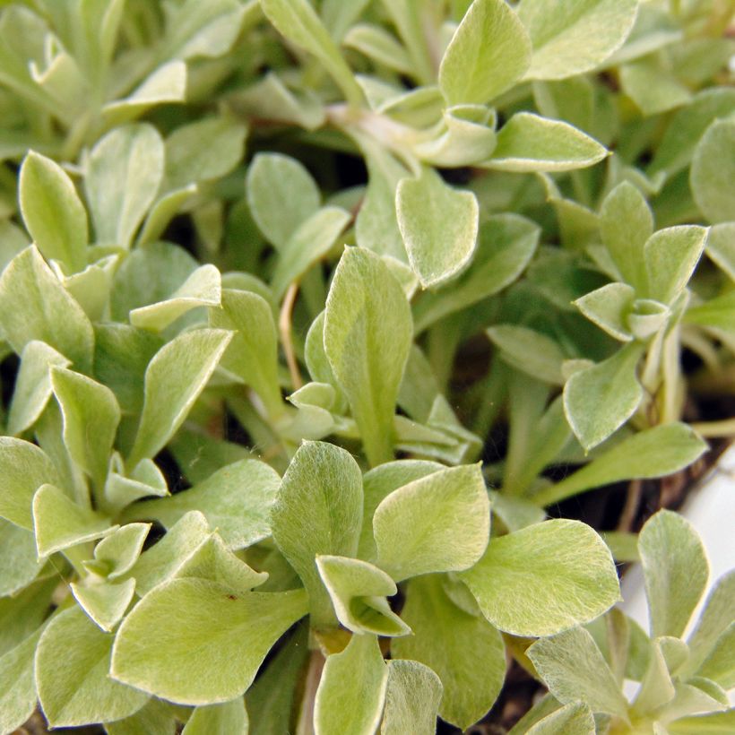 Antennaria dioica var. borealis (Foliage)