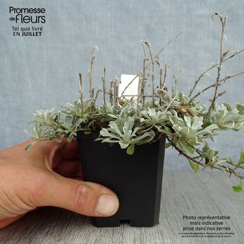 Antennaria dioica var. borealis 8/9 cm pot sample as delivered in summer