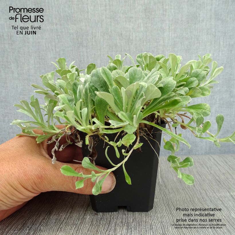 Antennaria dioica Rubra - Mountain Everlasting 8/9 cm pot sample as delivered in summer