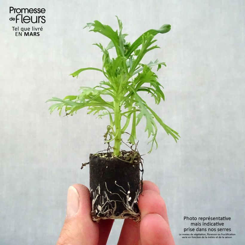 Argyranthemum frutescens Everest White - Marguerite bush Plug plant 3/4cm sample as delivered in spring