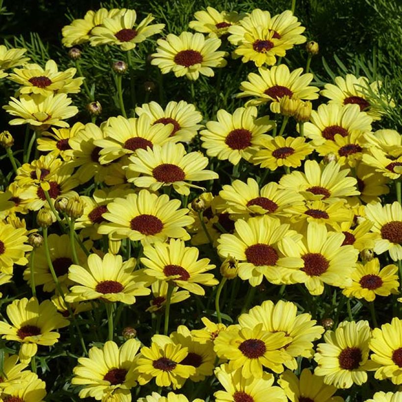 Anthemis Grandaisy Gold - Marguerite (Flowering)