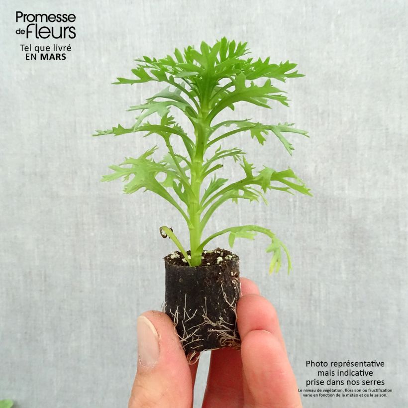 Anthemis Grandaisy Gold - Marguerite Plug plant 3/4cm sample as delivered in spring