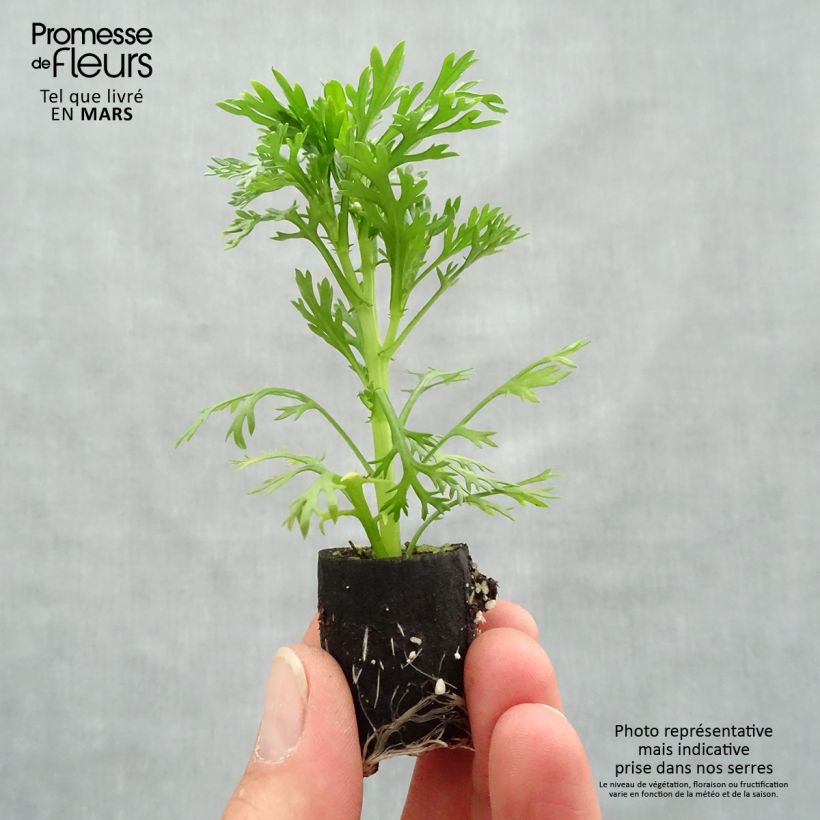 Anthemis Grandaisy Pink Tourmaline - Marguerite Plug plant 3/4cm sample as delivered in spring