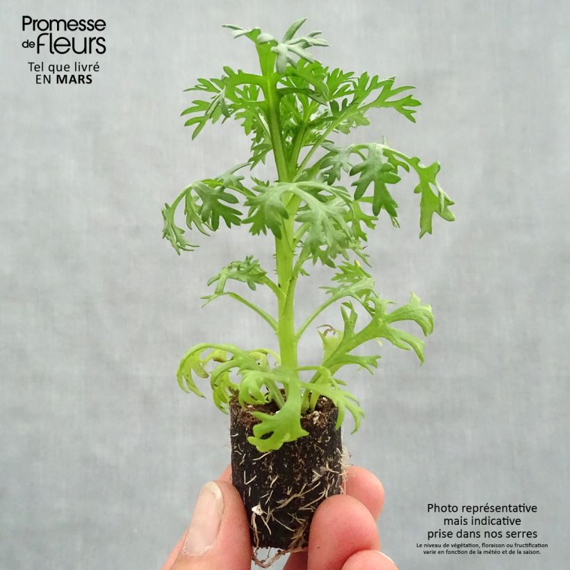 Anthemis Grandaisy Ruby - Marguerite Plug plant 3/4cm sample as delivered in spring