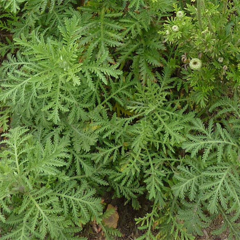 Anthemis tinctoria Kelwayi - Marguerite (Foliage)