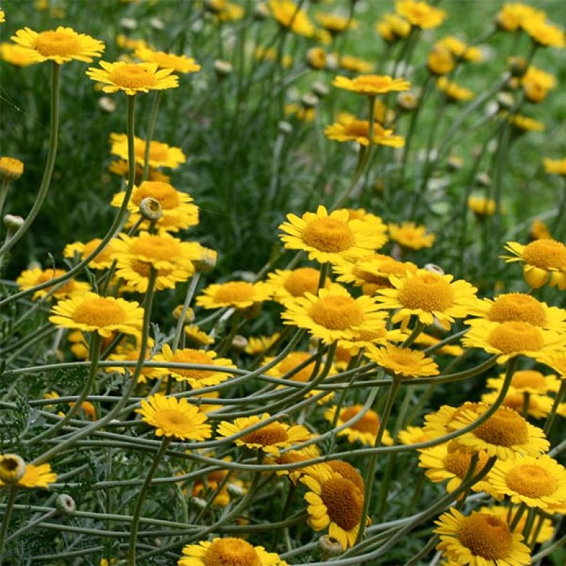 Anthemis tinctoria Kelwayi - Marguerite (Flowering)