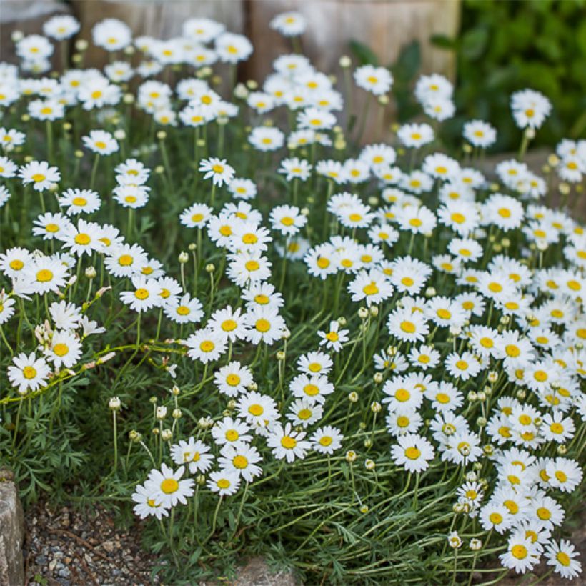 Anthemis carpatica Karpatenschnee - Marguerite (Flowering)