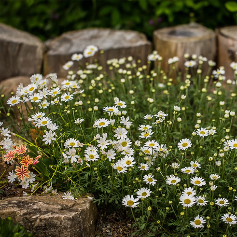 Anthemis carpatica Karpatenschnee - Marguerite (Plant habit)