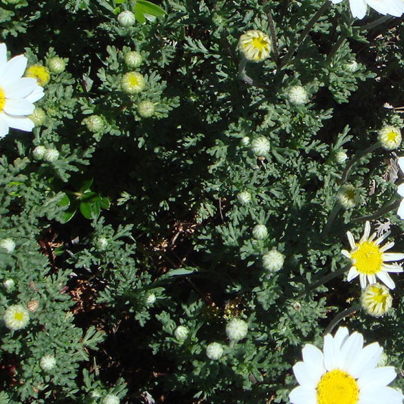 Anthemis punctata subsp. cupaniana (Foliage)