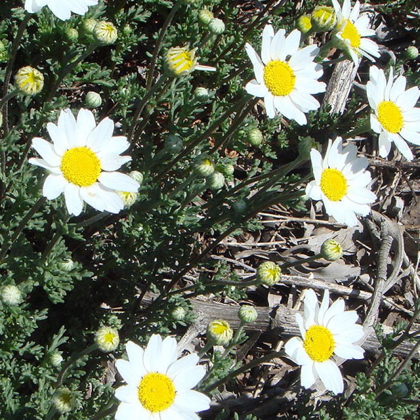 Anthemis punctata subsp. cupaniana (Plant habit)