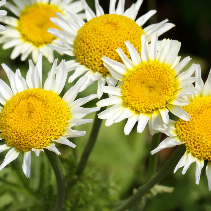 Anthemis punctata subsp. cupaniana (Flowering)