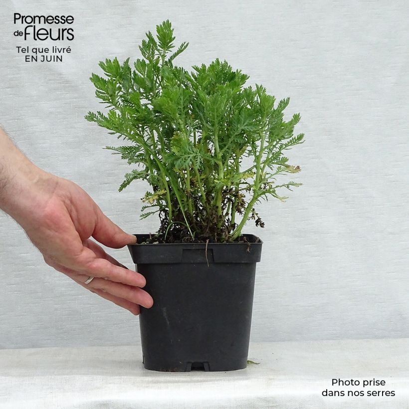 Anthemis tinctoria E.C. Buxton - Marguerite 2L/3L pot sample as delivered in summer