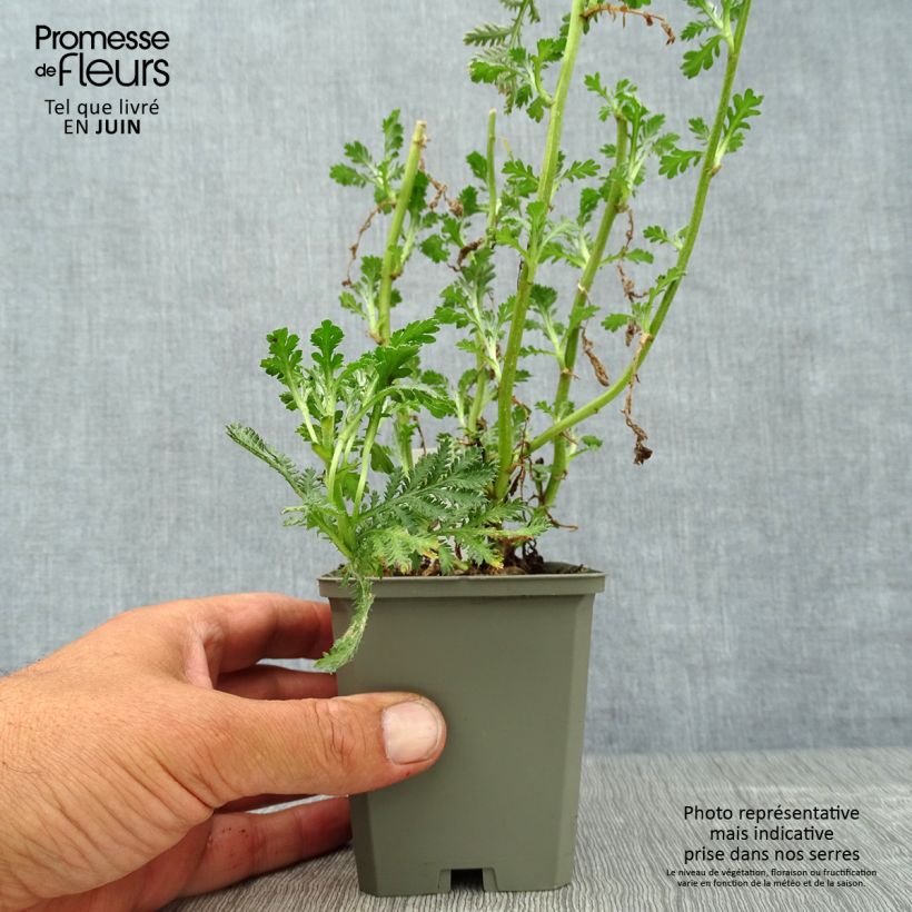 Anthemis tinctoria E.C. Buxton - Marguerite 8/9 cm pot sample as delivered in summer