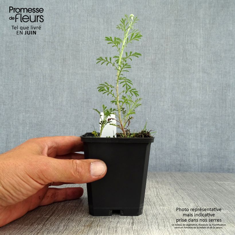 Anthemis tinctoria Kelwayi - Marguerite 8/9 cm pot sample as delivered in summer