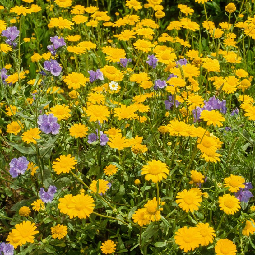 Anthemis tinctoria Kelwayi - Marguerite (Plant habit)