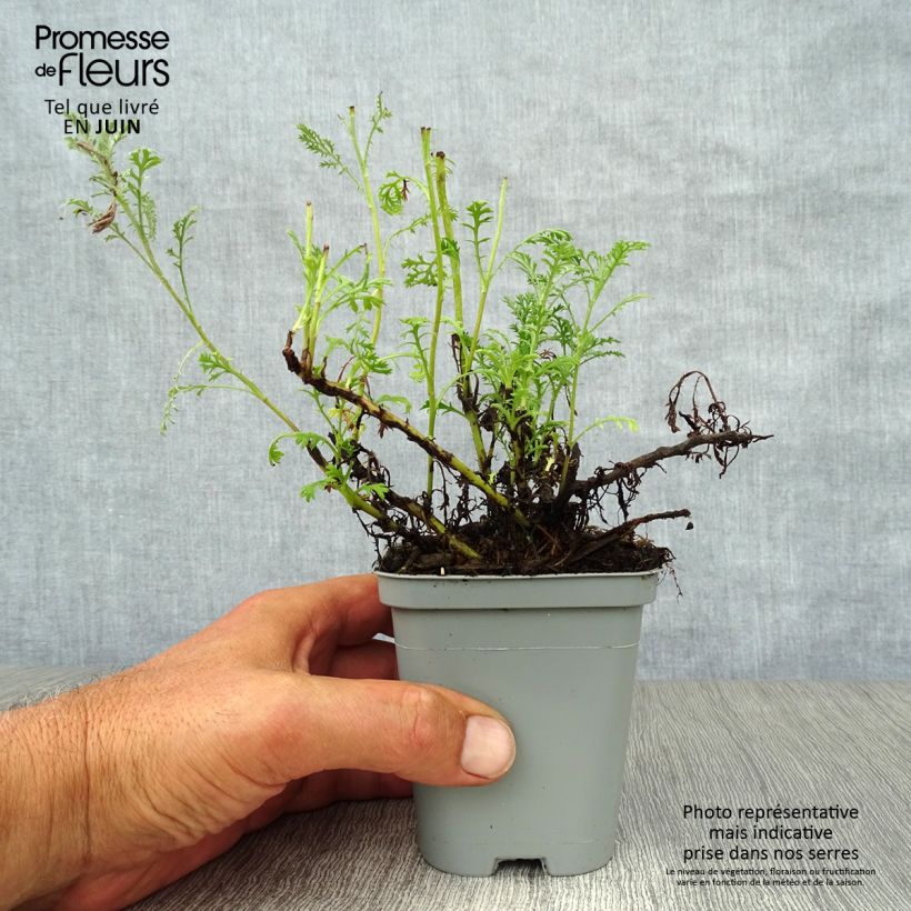 Anthemis tinctoria Sauce Hollandaise - Marguerite 8/9 cm pot sample as delivered in summer