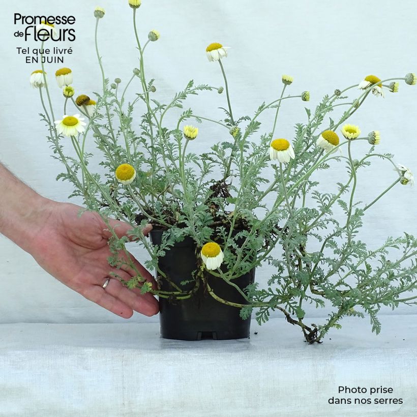 Anthemis tinctoria Sauce Hollandaise - Marguerite 2L/3L pot sample as delivered in summer