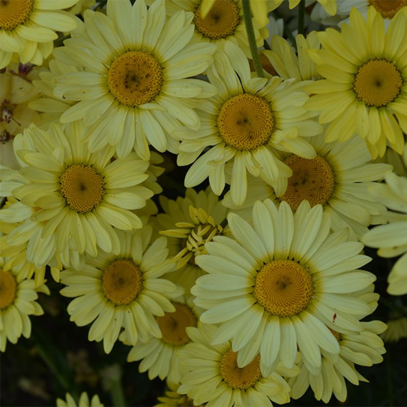 Anthemis tinctoria Wargrave Variety - Marguerite (Flowering)
