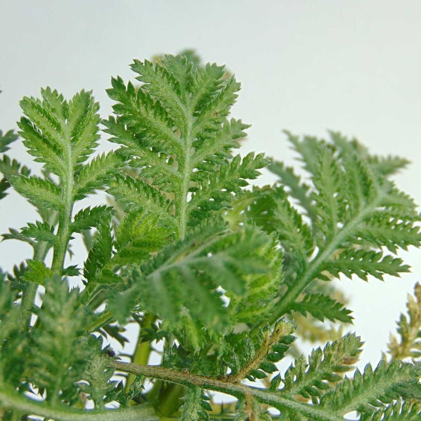 Anthemis tinctoria Wargrave Variety - Marguerite (Foliage)