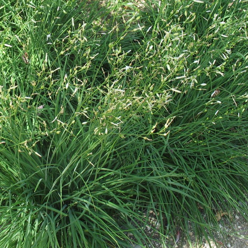 Anthericum ramosum (Foliage)