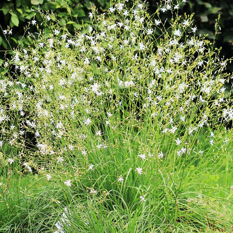 Anthericum ramosum (Plant habit)