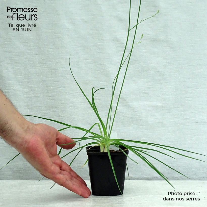 Anthericum ramosum 8/9 cm pot sample as delivered in summer