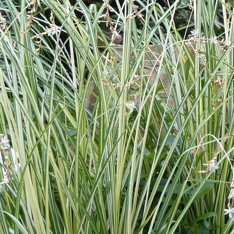 Anthericum saundersiae Starlight (Foliage)