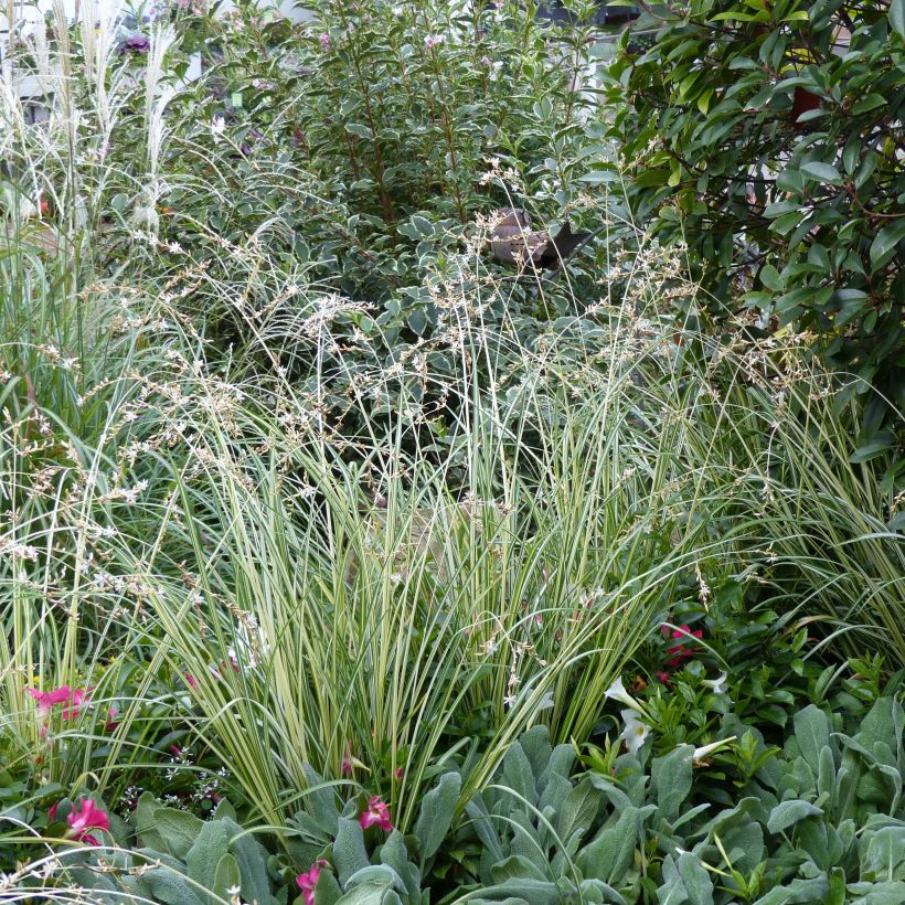 Anthericum saundersiae Starlight (Plant habit)