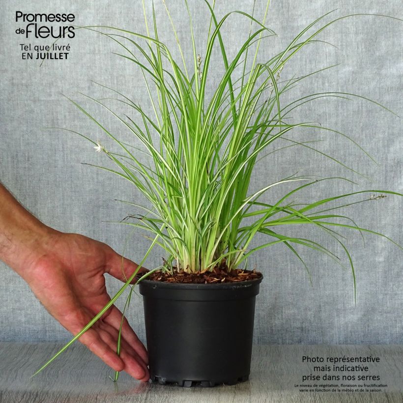 Anthericum saundersiae Starlight - Chlorophytum panaché Pot de 1.5L/2L sample as delivered in summer