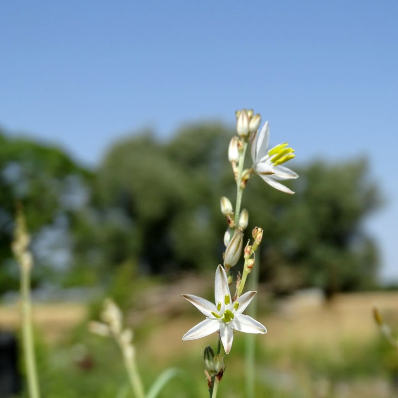 Anthericum saundersiae Starlight (Flowering)