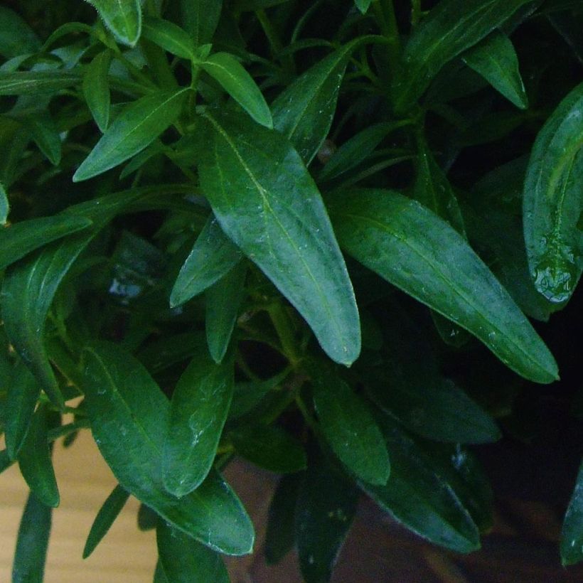 Antirrhinum majus Fruit Salad Up Apricot (Foliage)