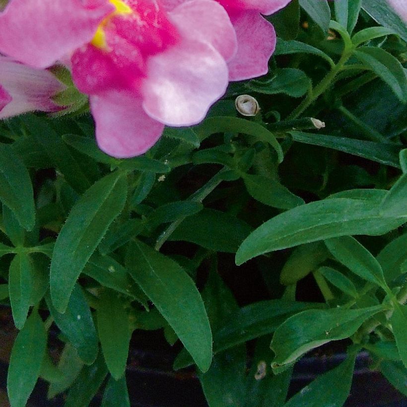 Antirrhinum majus Fruit Salad Up Purple (Foliage)