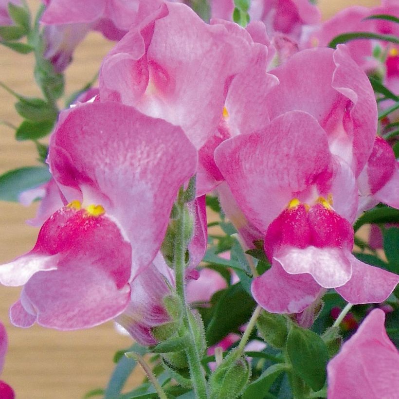 Antirrhinum majus Fruit Salad Up Purple (Flowering)