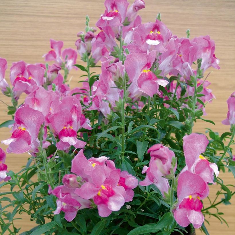 Antirrhinum majus Fruit Salad Up Purple (Plant habit)