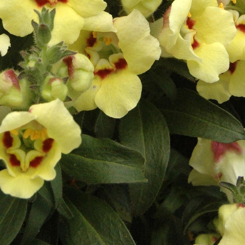 Antirrhinum majus Fruit Salad Up Yellow (Foliage)