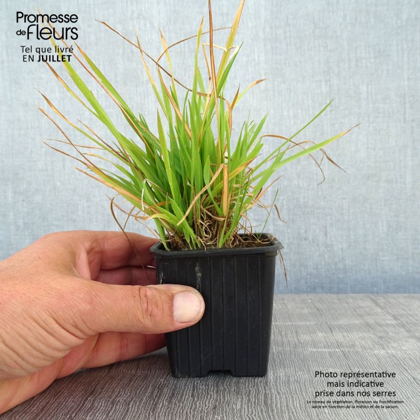 Anthoxanthum odoratum 8/9 cm pot sample as delivered in summer