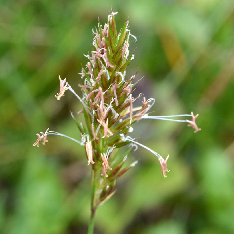 Anthoxanthum odoratum (Flowering)