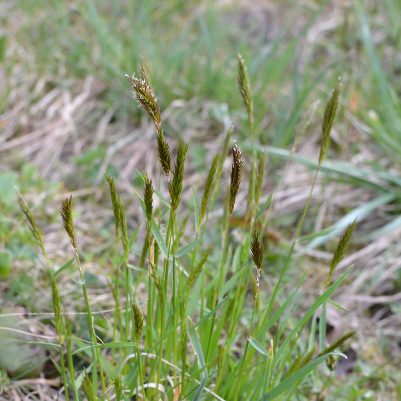 Anthoxanthum odoratum (Plant habit)